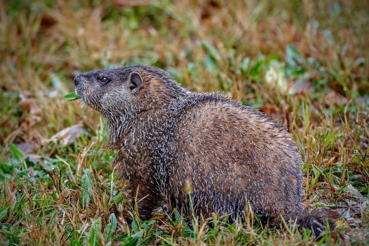 Little Explorers: Woodchucks