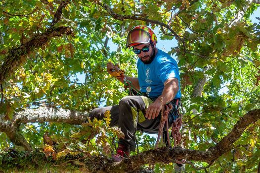 2021 NZ Arb Husqvarna Auckland Regional Tree Climbing Competition
