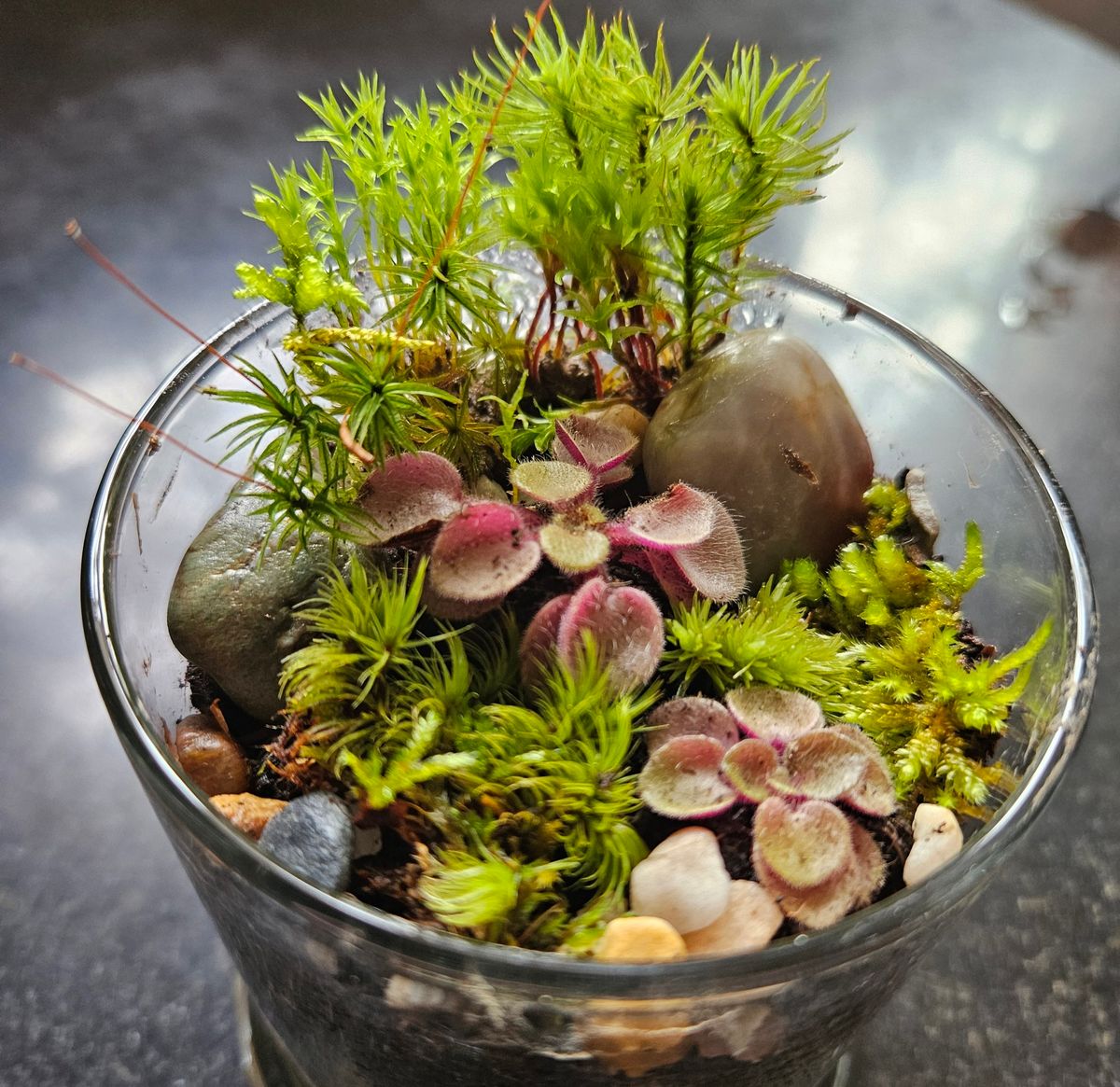 Miniature Terrarium Workshop: Ten Broeck Mansion Garden Program