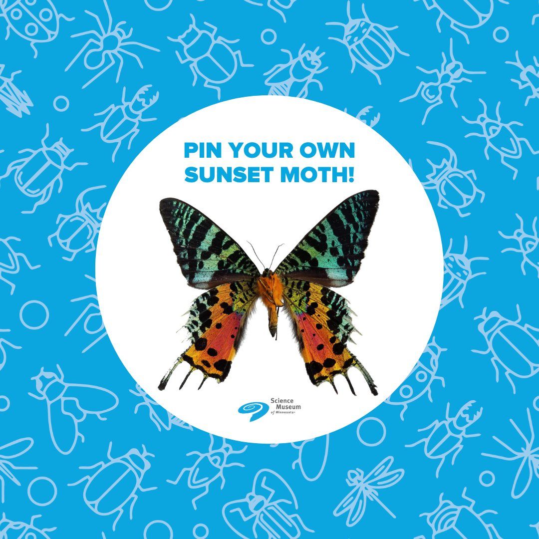 Entomology Pinning Workshop: Pin a Sunset Moth! ?