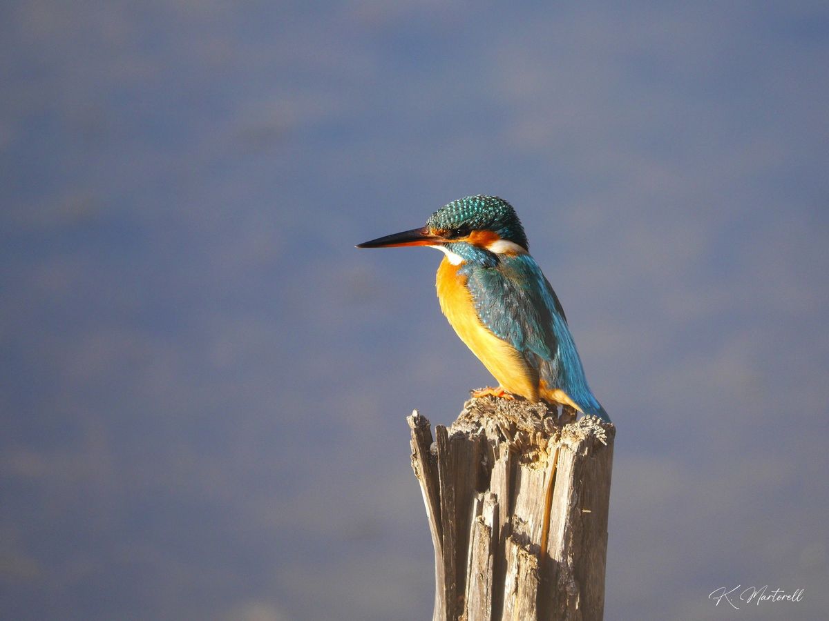 Sortie oiseaux \u00e0 Peyriac-de-Mer