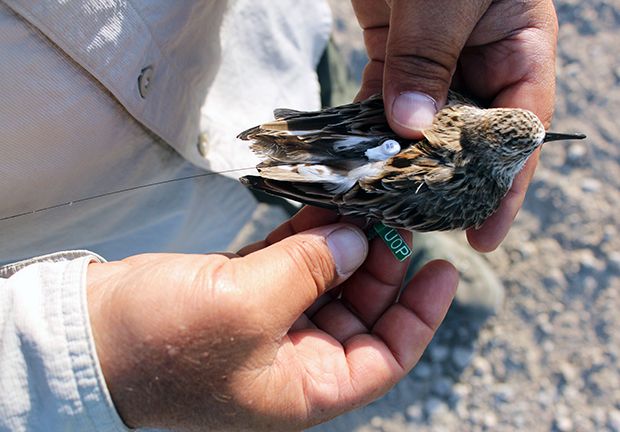 Members' Program: Bird Tracking with Motus