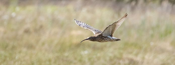 Birdwatching on the River Shannon