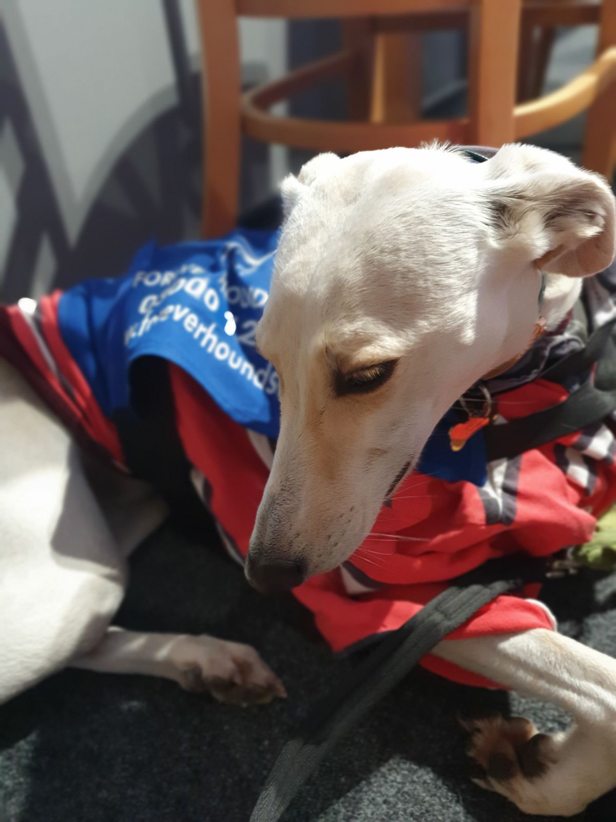 Forever Hounds Trust Street Collection at Gloucester Rugby