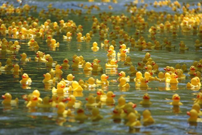 Coldwater Lions Club Duck Race