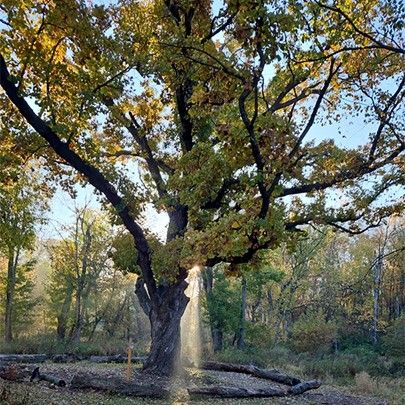Becoming the Elder Tree: Purpose in the Second Half of Life Retreat at Prairiewoods (in person)