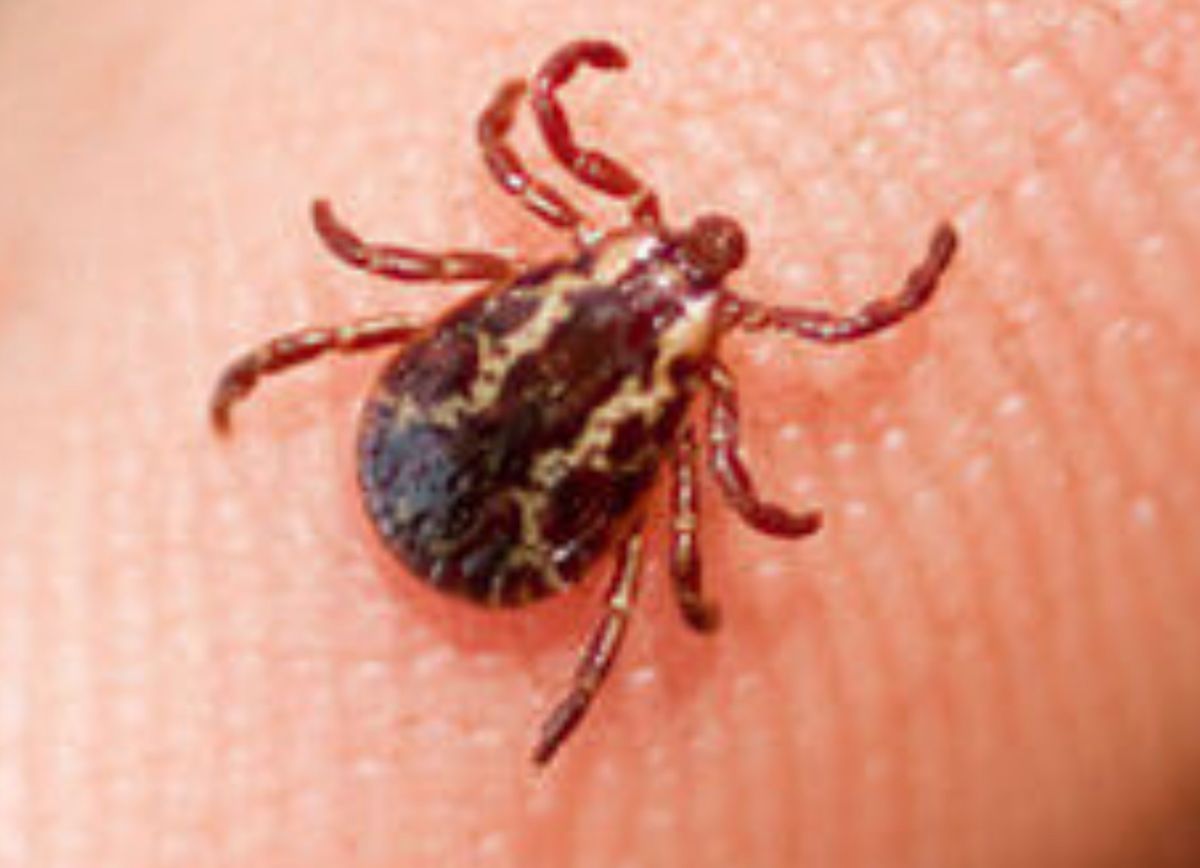 Member's Program: Everything you wanted to know about TICKS but werre afraid to ask