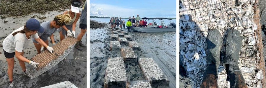 Volunteer: Oyster Reef Build with SCDNR