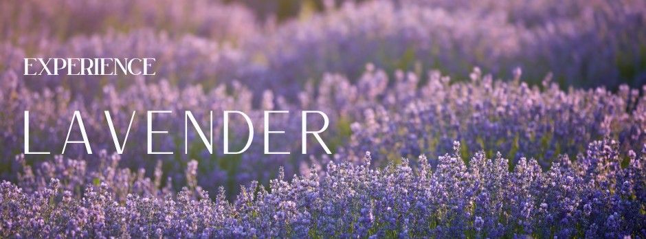 The Lavender Farm and Flower Market's first ever Lavender Festival