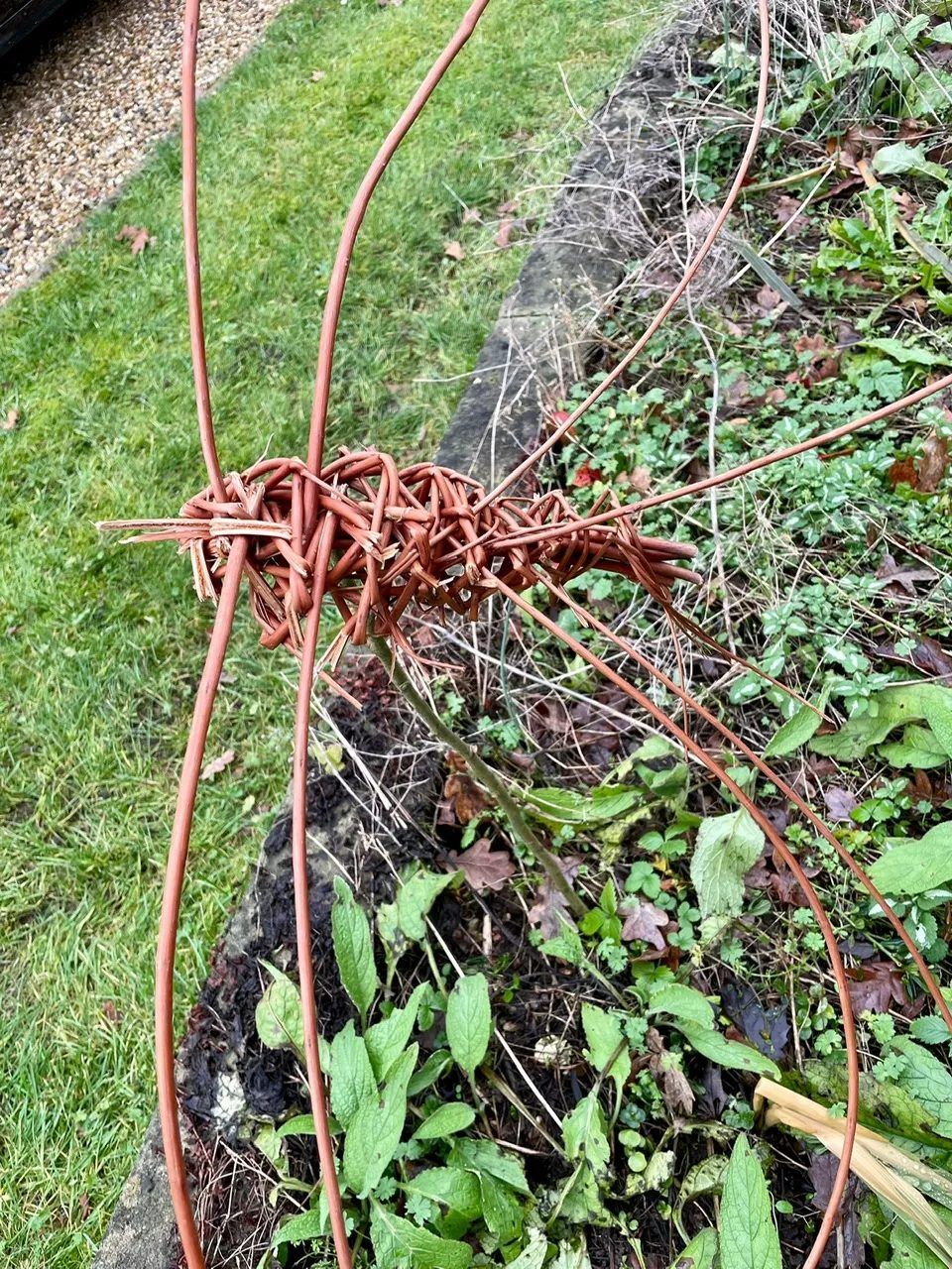 Dragonfly in Willow