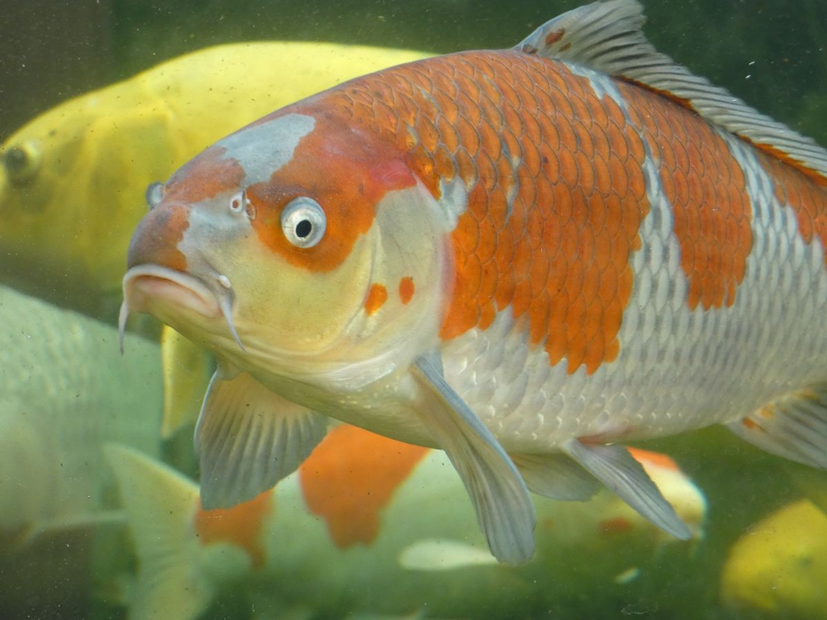 Graham Mackay - Presentation about his trip to Yoshikigoi Koi Farm, Poland