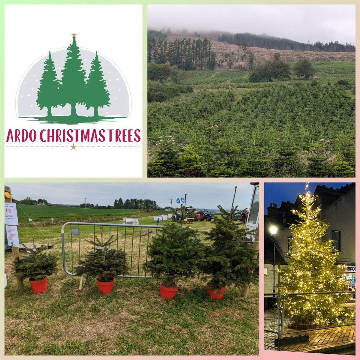 Ardo Christmas Trees opening weekend