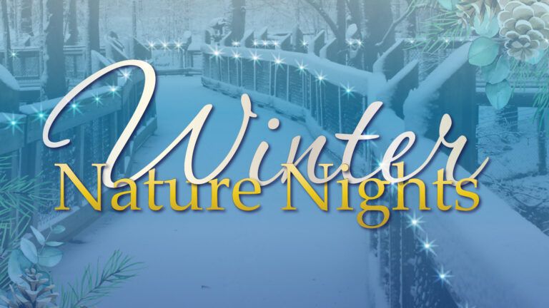 Winter Nature Nights