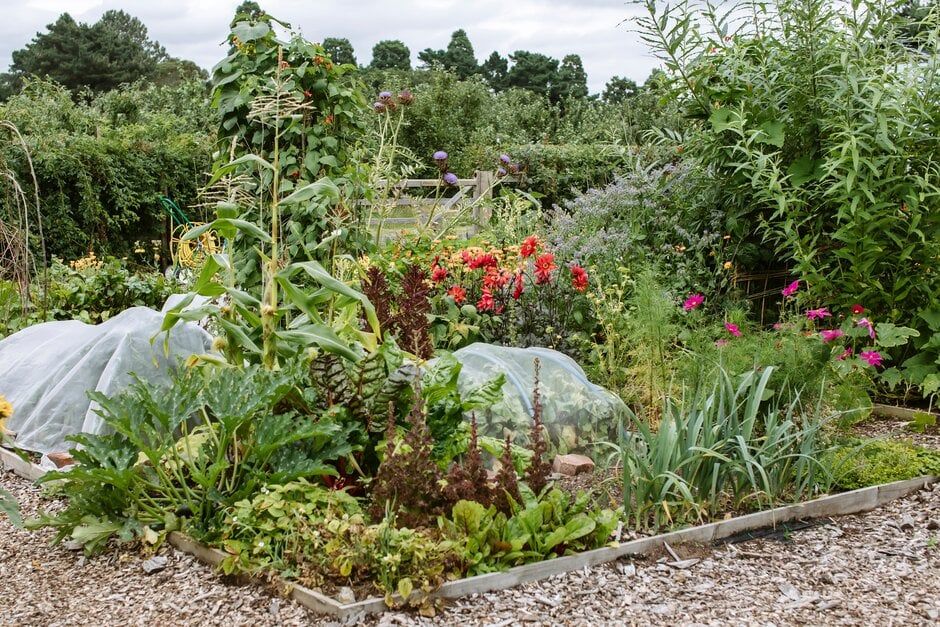 Getting to Grips with Your Allotment (8 sessions)