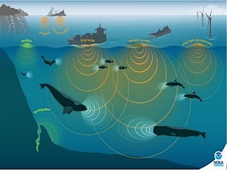 Ocean Sounds: N\u0101 Leo O Ka Moana