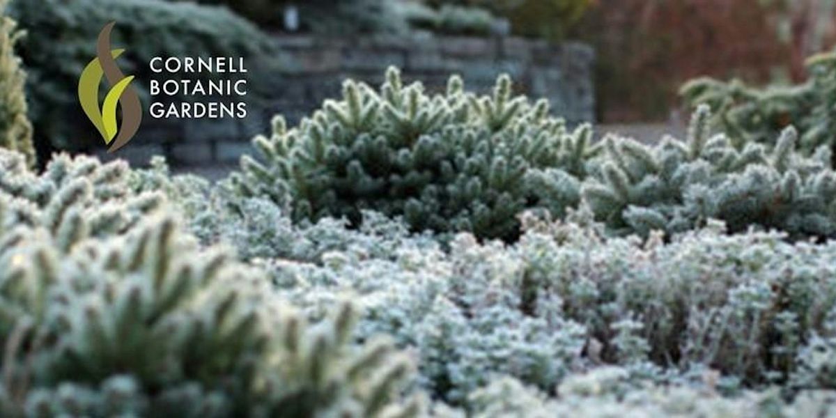 Wreaths and Winter Greens