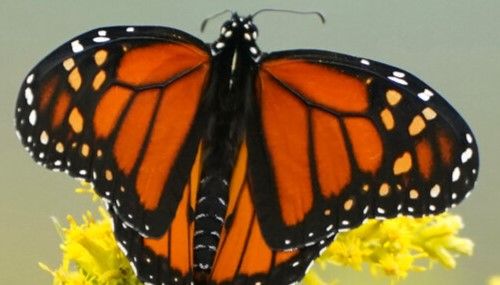 Monarch Conservation Workshop