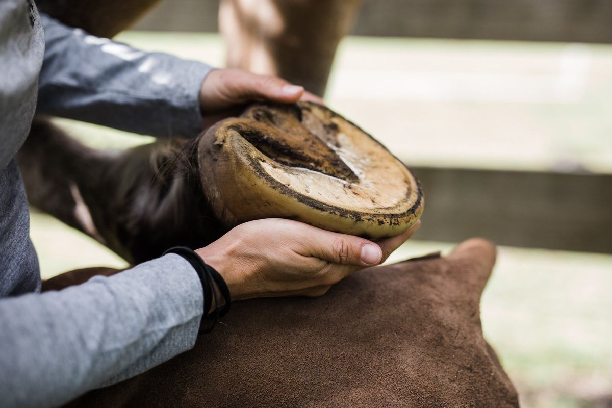 Barefoot Basics - Hoof trimming for horse owners 