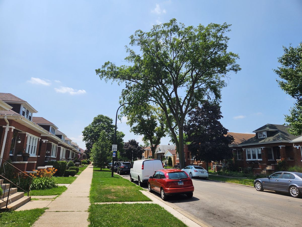 Berwyn\/Cicero tree planting - Plantaci\u00f3n de \u00e1rboles en Berwyn y Cicero