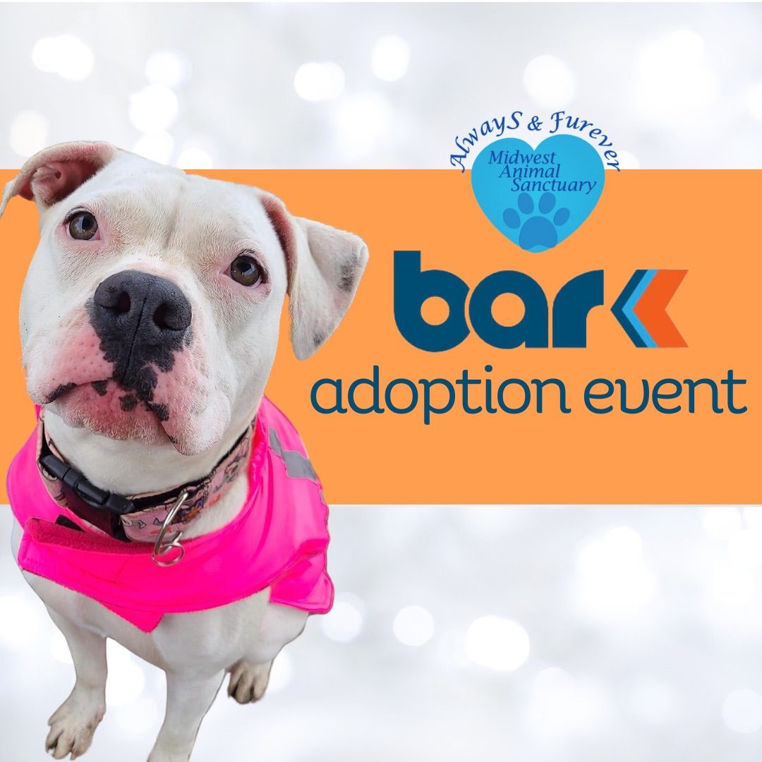 Adoption Event at the Bar K