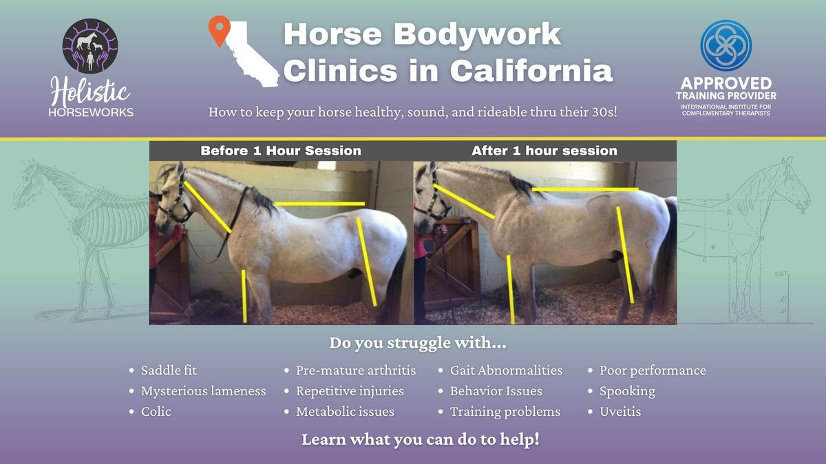 Learn Equine Remedial Therapy to Save on Vet Bills | Hands-On Horse Bodywork Clinic in California