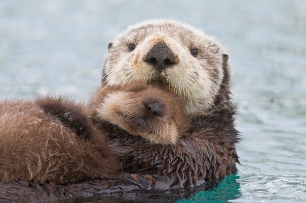 Kayak with the BABY OTTERS