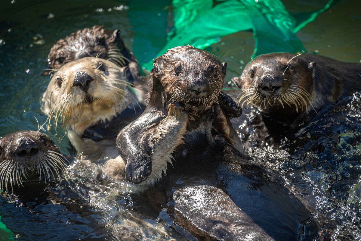 Blonde Otter