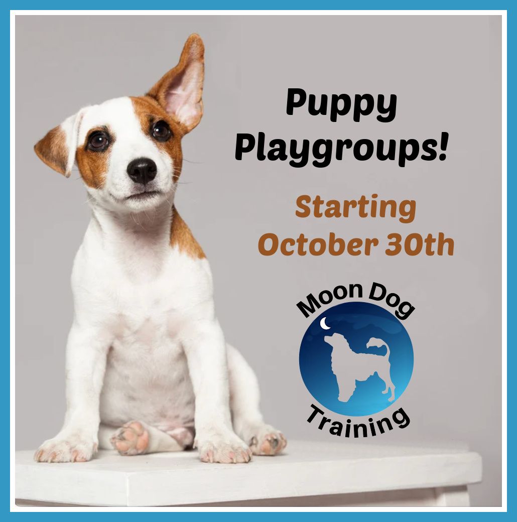 Moon Dog Training - Puppy Playgroup