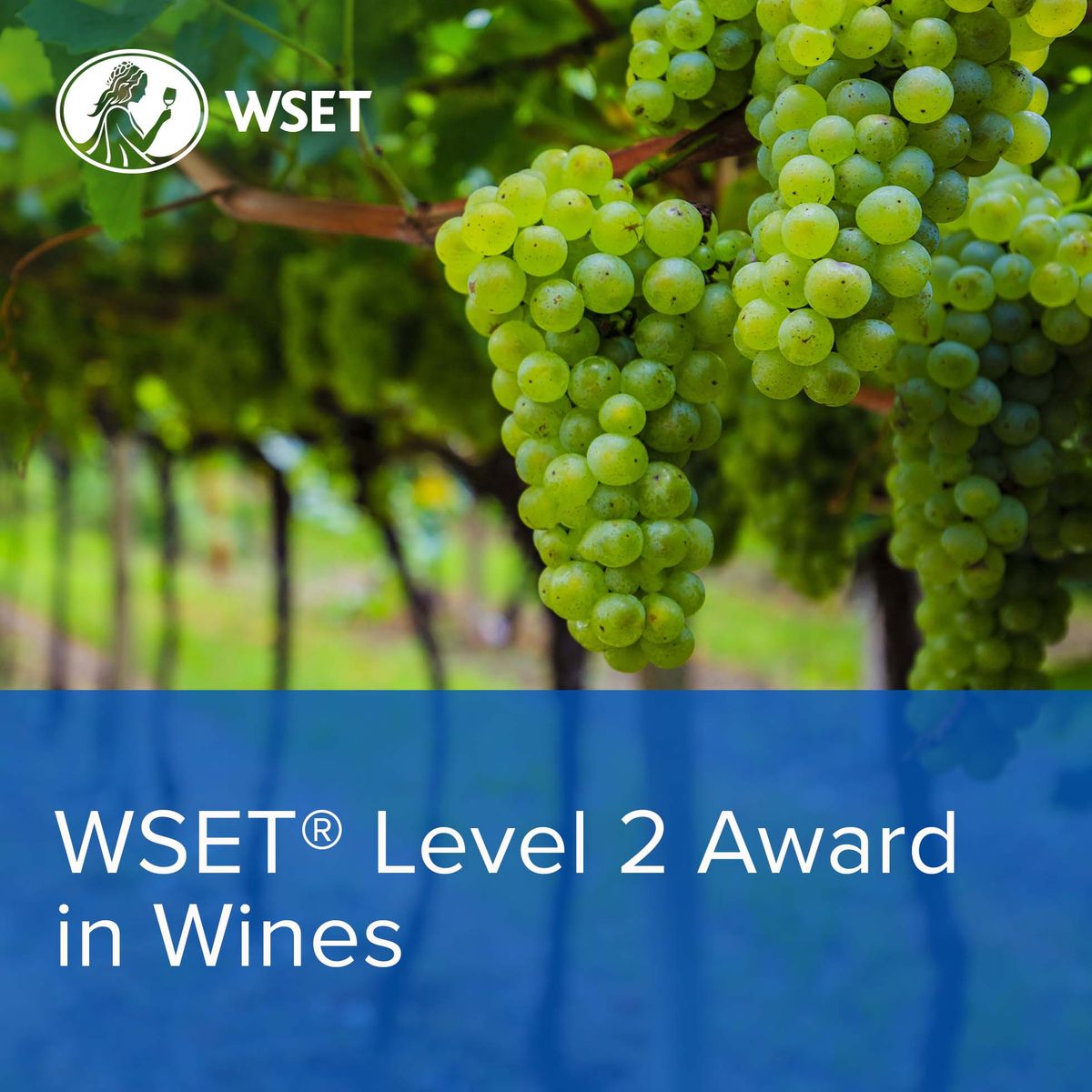 WSET Level 2 Award in Wines Timisoara