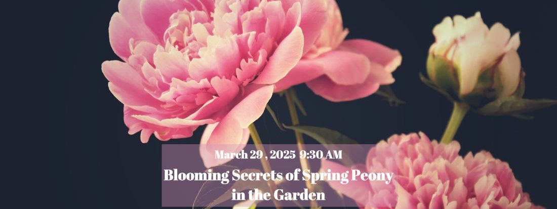 Blooming Secrets of Spring Peony in the Gardens