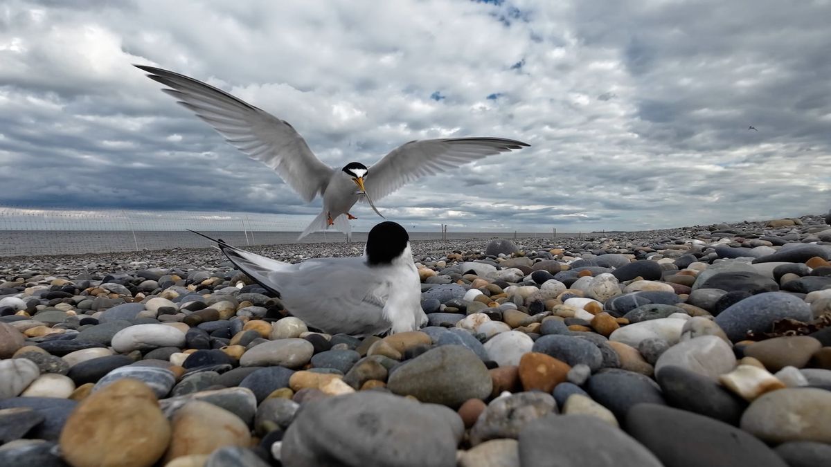 Birdwatch Ireland Tolka Branch Talk: The Little Tern Project on Portrane Beach