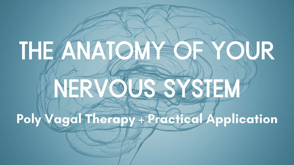 The Anatomy of Your Nervous System: Polyvagal Theory + Practical Application