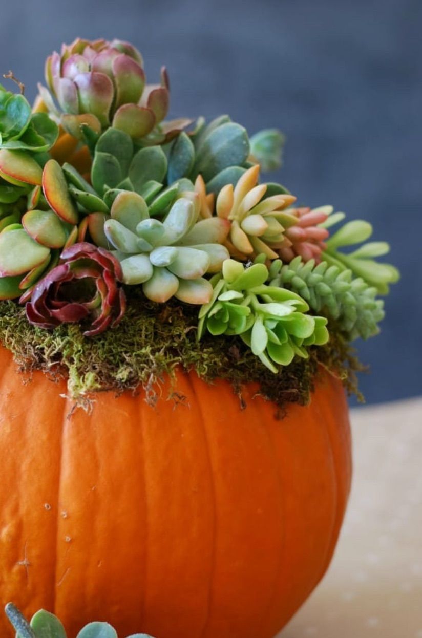 Succulent Pumpkin Workshop