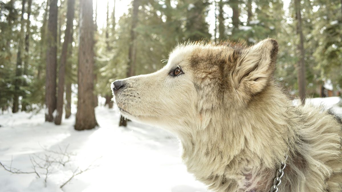 Super Unique, Responsible Wolf Tracking Trip