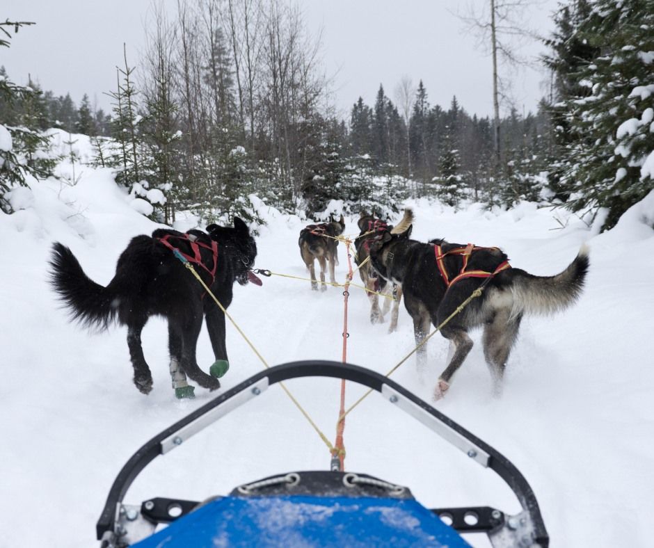 Meet & Greet: Kennel Kassuq Sled Dogs