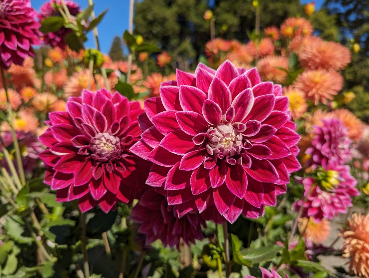 WSDS Dahlia Tuber Sale at Portland Ave Nursery!