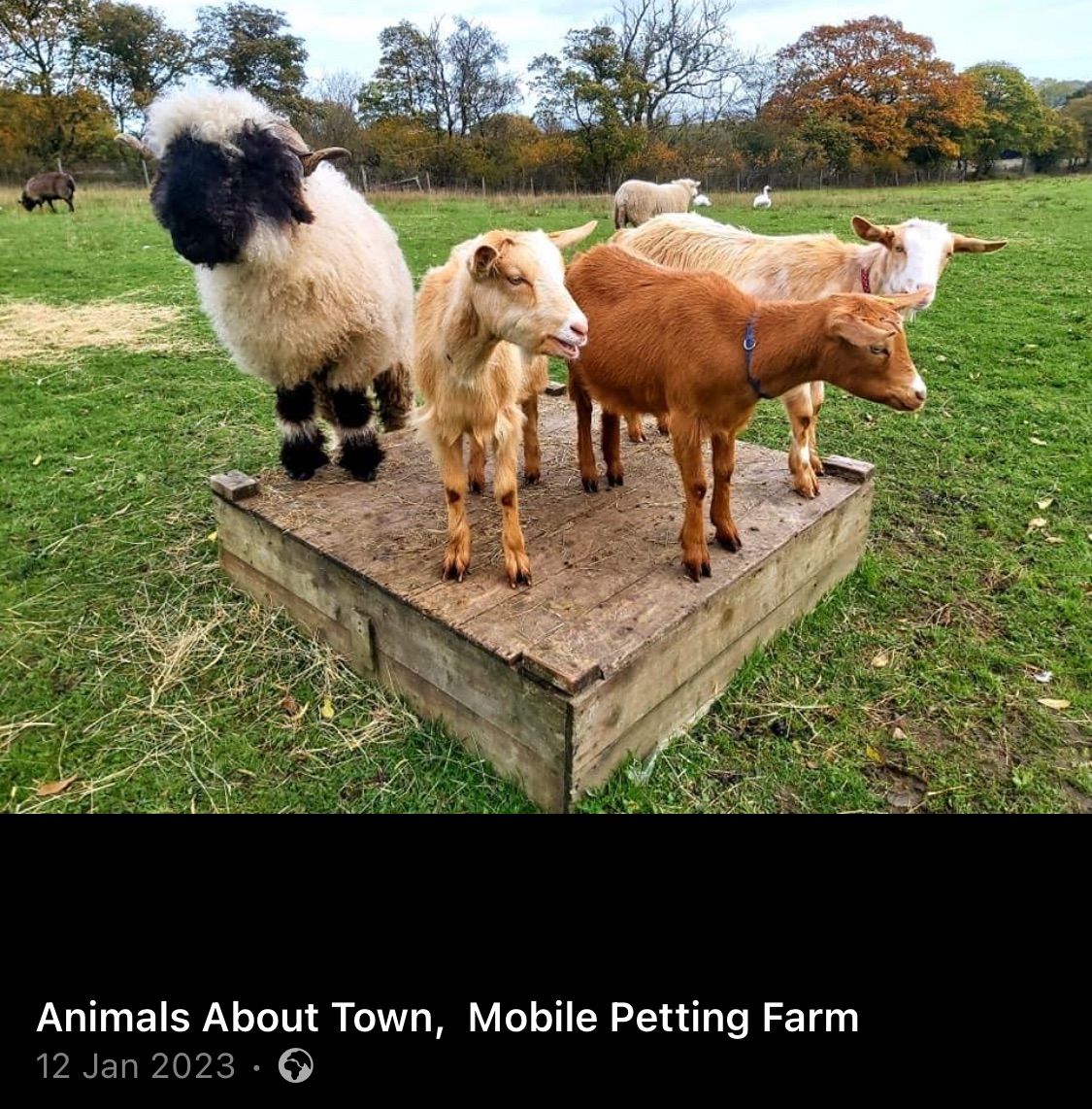 Animals about town petting zoo  fully  booked. 