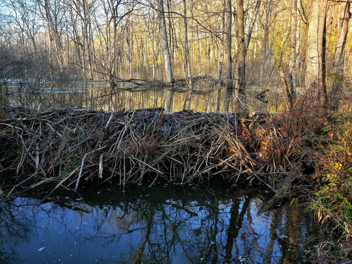 Beavers in the Glen Hike 