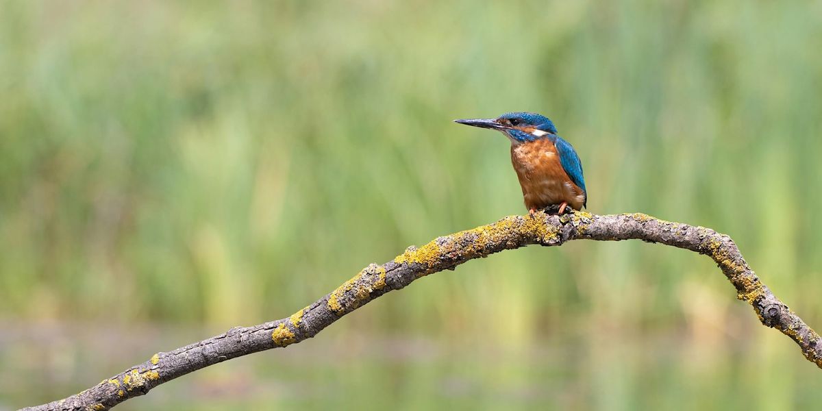 Midweek Guided Reserve Walk at Lyndon Nature Reserve