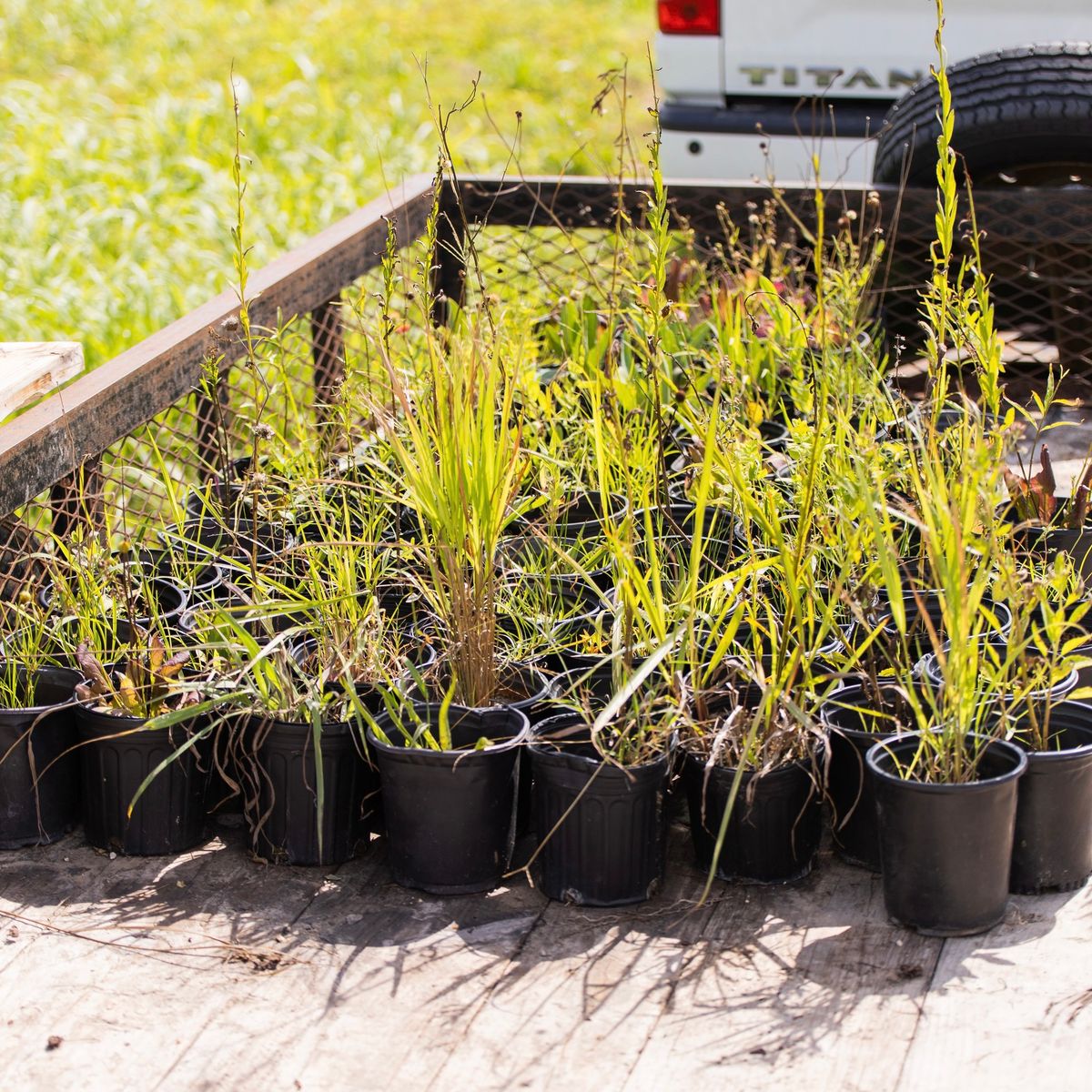 Community Prairie Planting