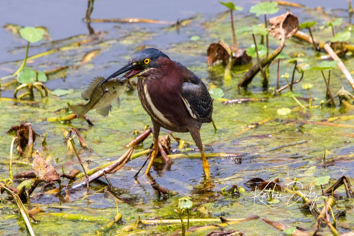 Albany Audubon March Meeting