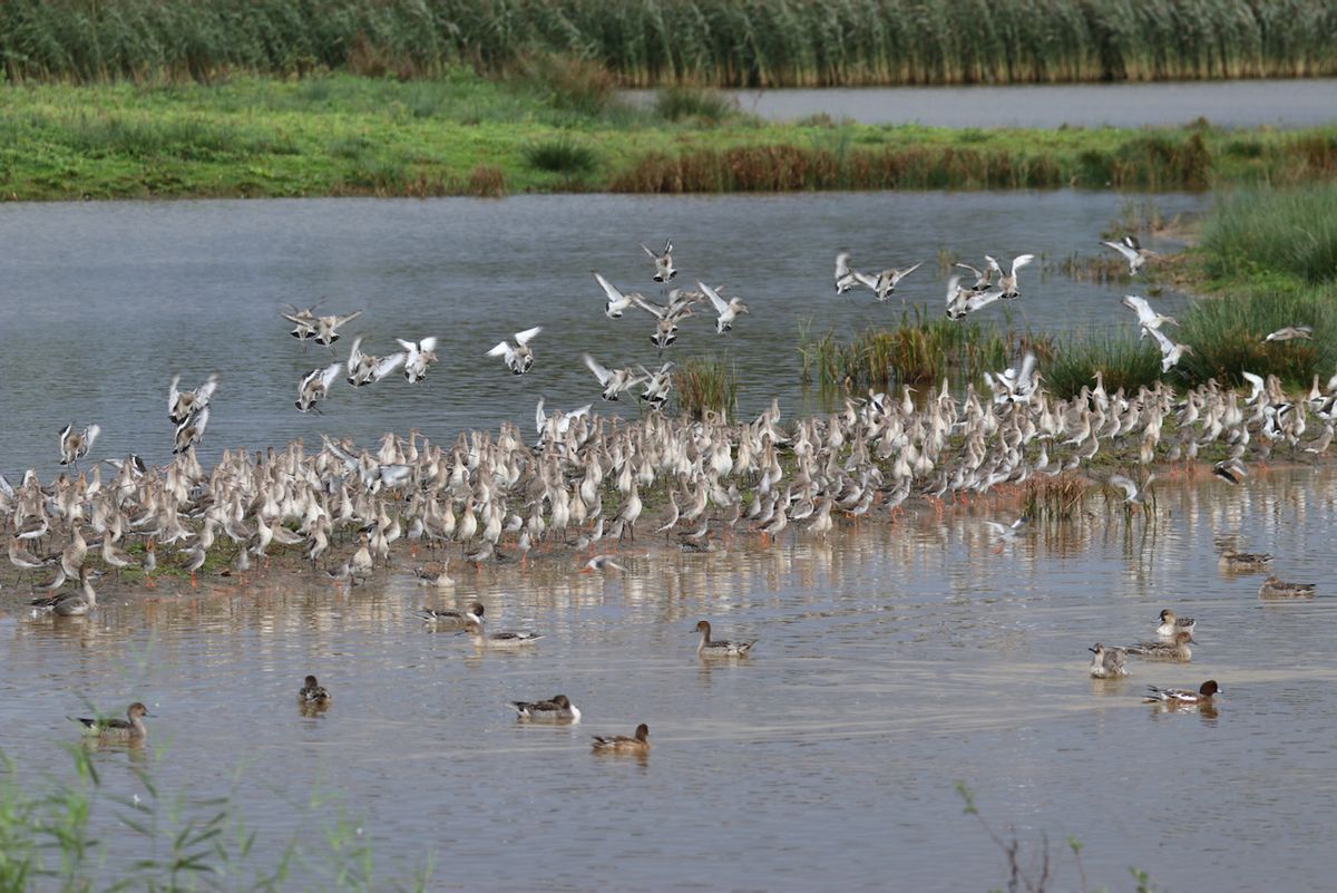 Gentle morning walk to Bowling Green Marsh