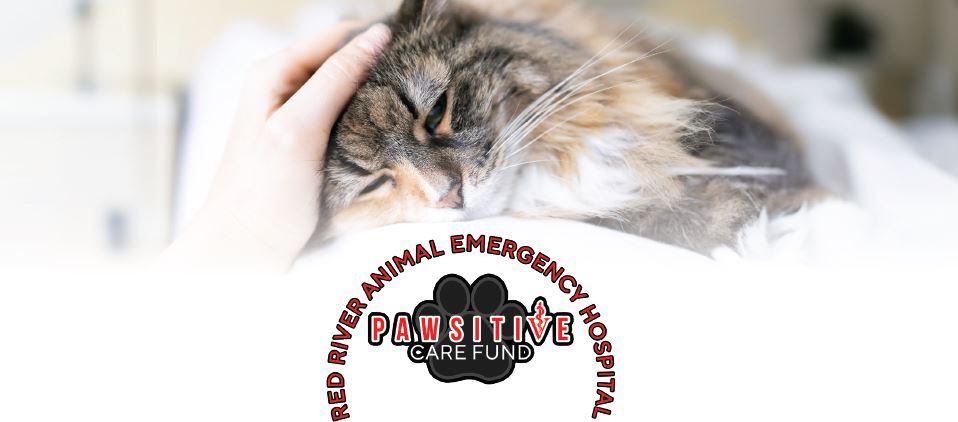 RRAEH's Annual Pawsitive Care Fund Fundraiser