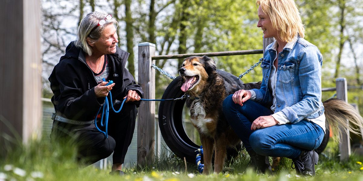 Driedaagse Workshop: Trainingstechnieken voor honden