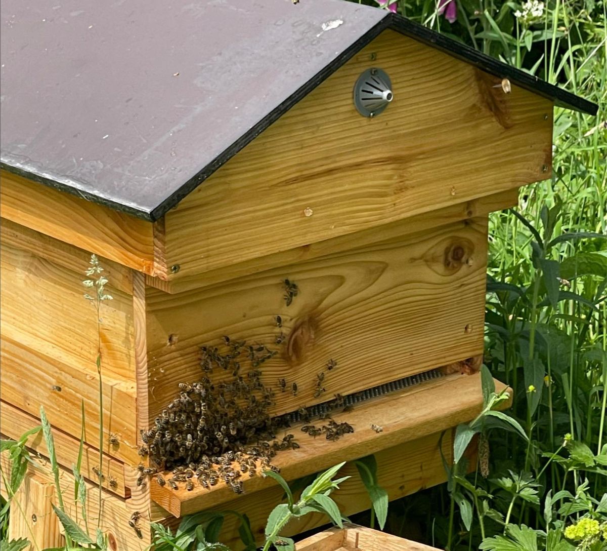 Introduction to Beekeeping