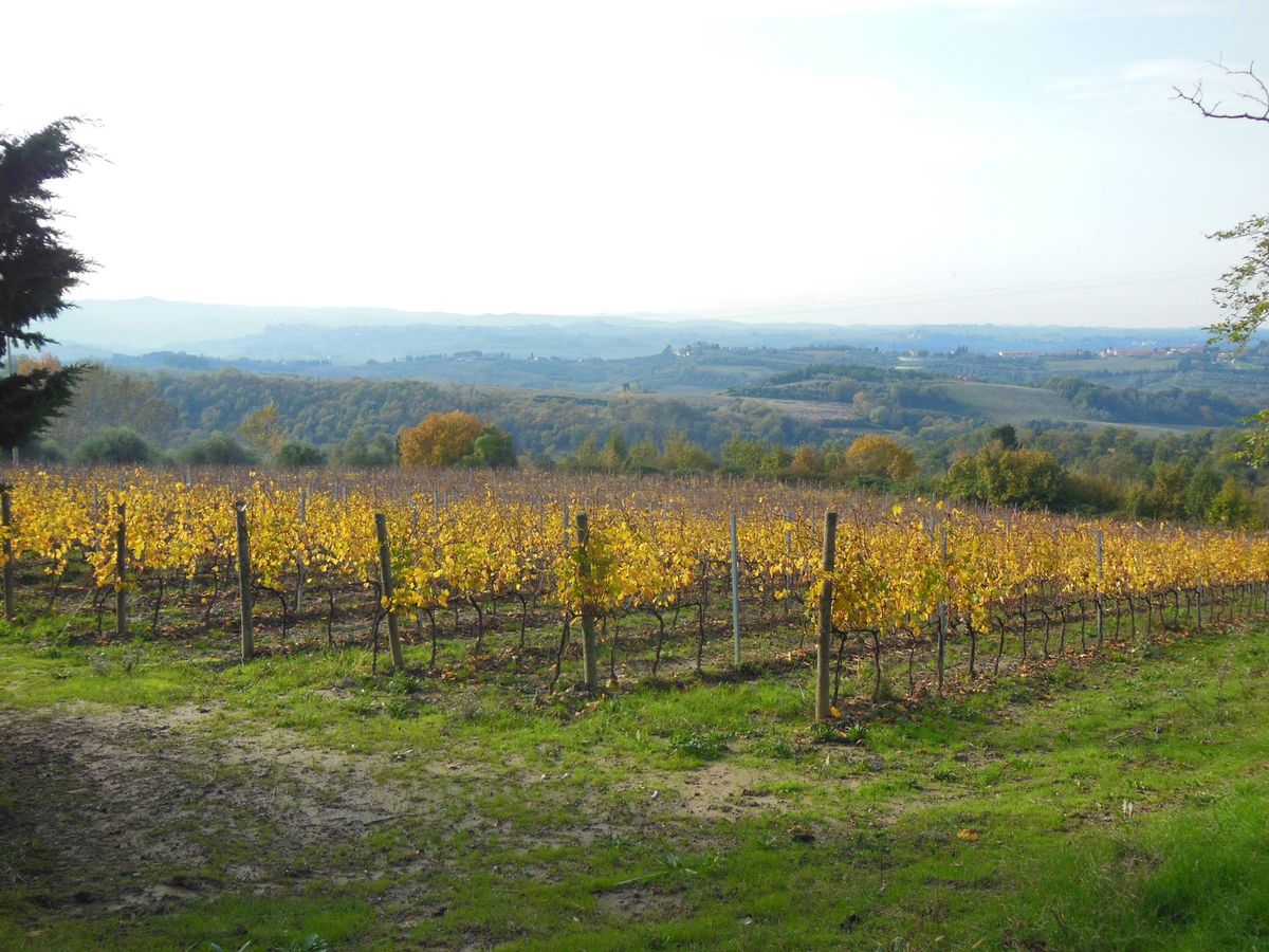 Escursione i colori d'autunno sulle incantevoli colline di Peccioli - PI