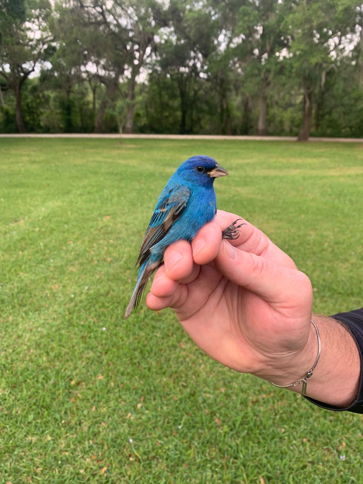 Bird Banding