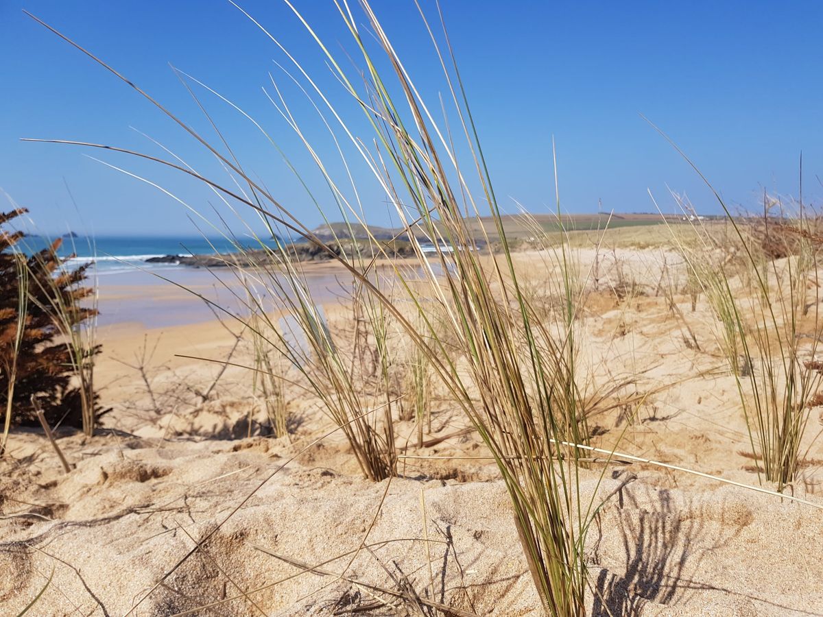 Beach Guardian Marram Grass Dune Work. Constantine Bay. 23rd February. 10am