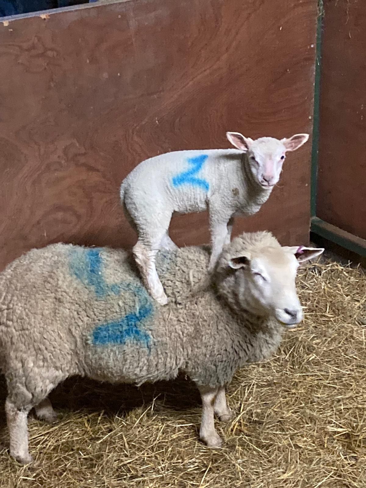 Lambing live at Millmoor farm! 