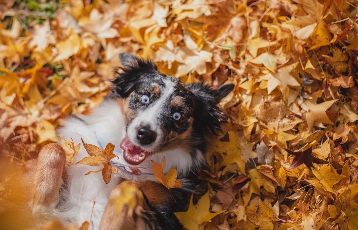 Fall Fido Photo Fest 